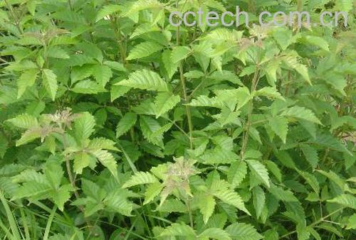 果蔬百科蔓荆子的功效与作用-0