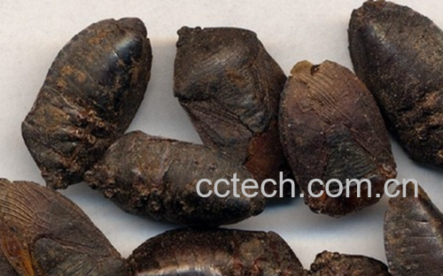 果蔬百科九香虫的功效与作用-0