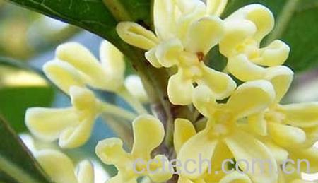 果蔬百科桂花的作用-0