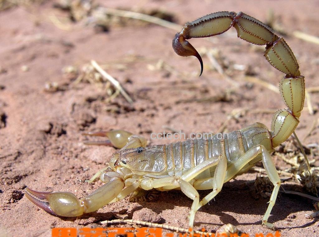 果蔬百科全蝎的功效与作用-0