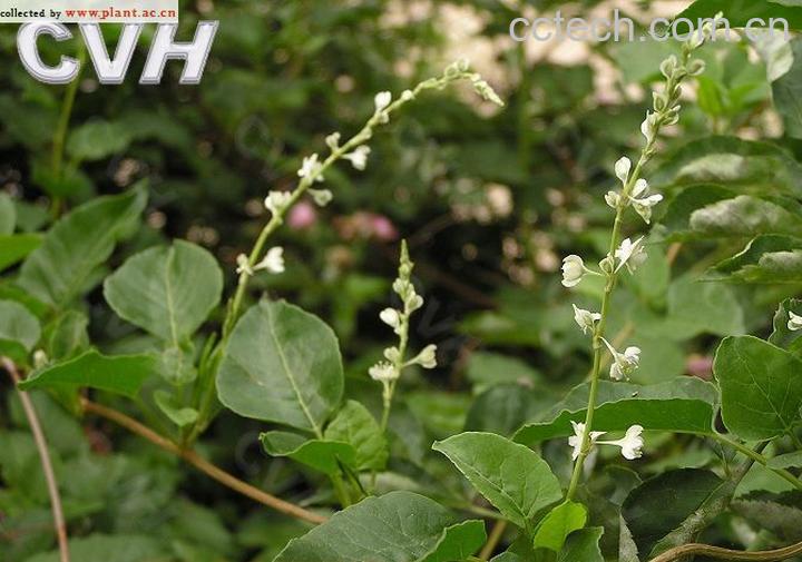 果蔬百科夜交藤的功效与作用-0