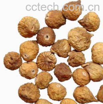 果蔬百科茯神的功效与作用-0