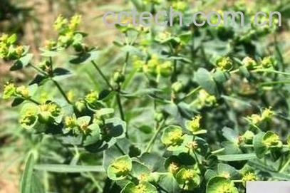 果蔬百科甘遂的功效-0