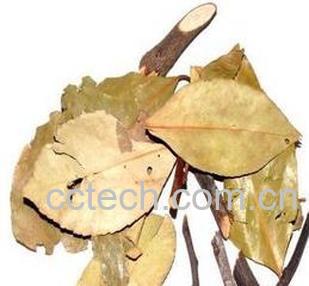 果蔬百科金刚藤的作用-0