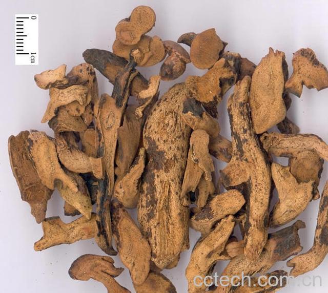 果蔬百科骨碎补的功效-0