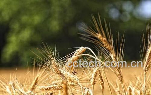 果蔬百科浮小麦的功效与作用-0