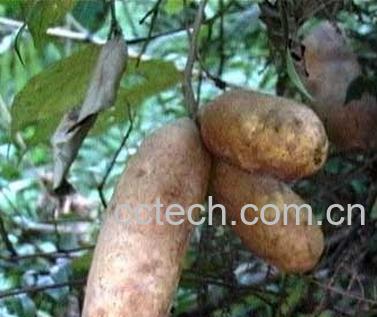 果蔬百科柏子仁的功效与作用-0