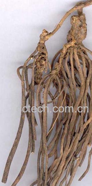 果蔬百科威灵仙的功效与作用-0