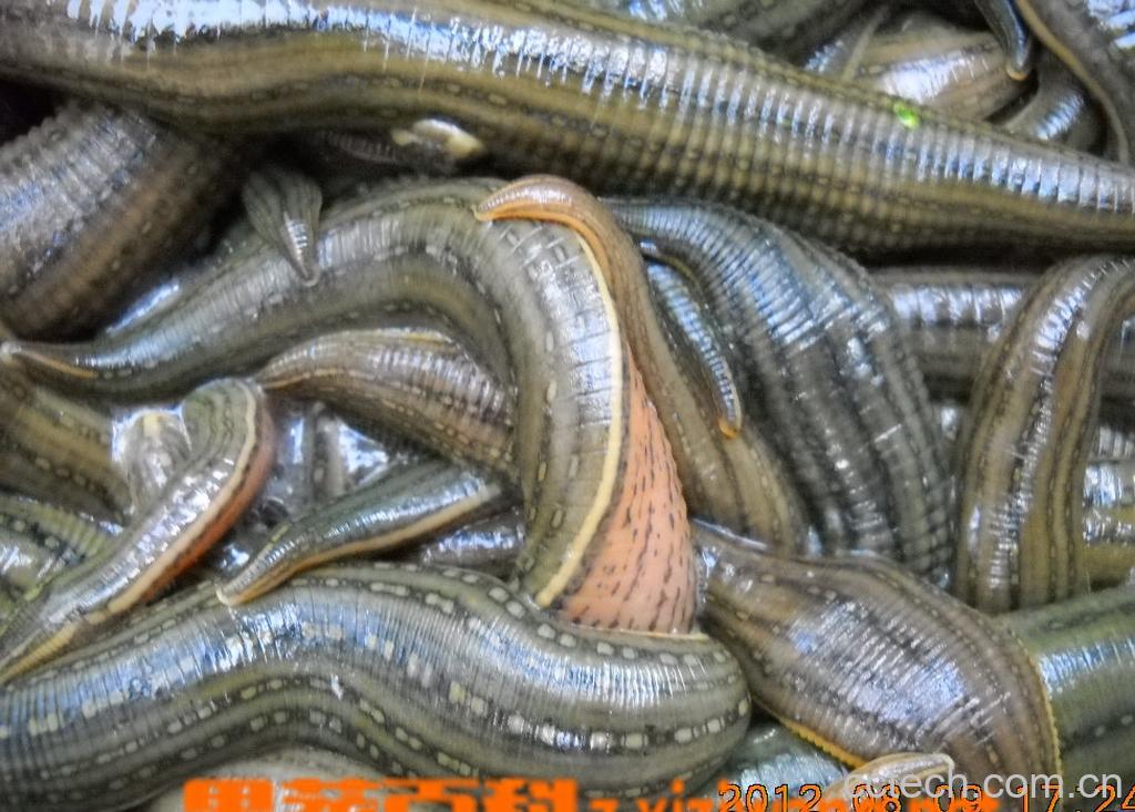 果蔬百科水蛭的功效-0