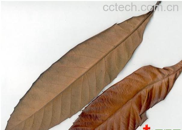 果蔬百科枇杷叶的功效与作用-0