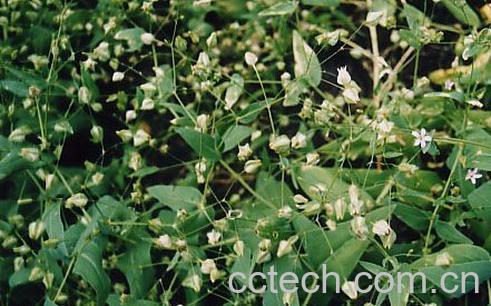 果蔬百科五灵脂的功效与作用-0