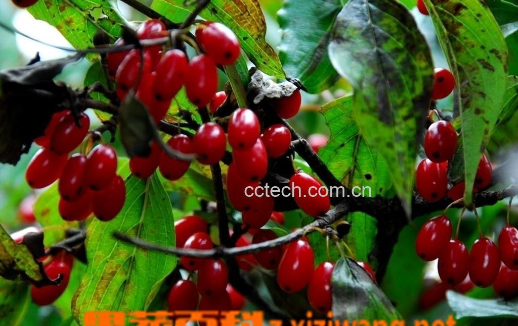 果蔬百科山萸肉的功效与作用-0