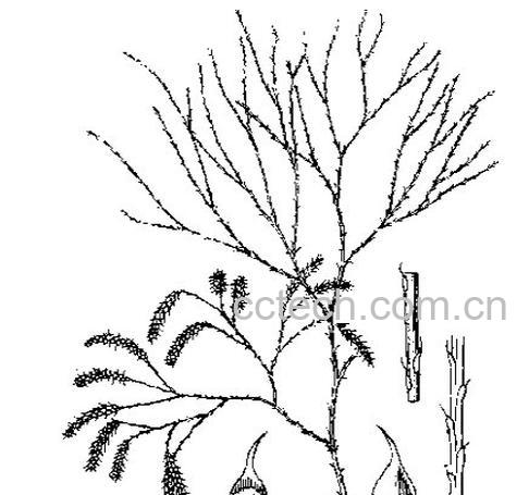 果蔬百科伸筋草的功效-0