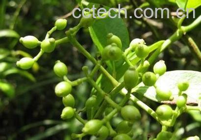 果蔬百科茜草的功效与作用-0