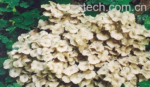 果蔬百科猪苓的功效与作用-0