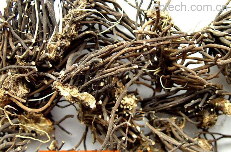 果蔬百科威灵仙-0