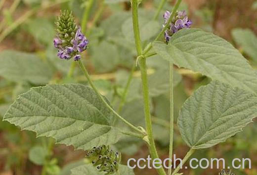 果蔬百科补骨脂的功效与作用-0