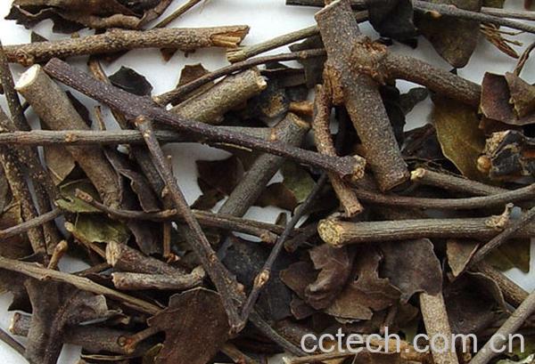 果蔬百科桑寄生的药理作用-0