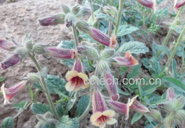 果蔬百科熟地黄的功效和作用-0