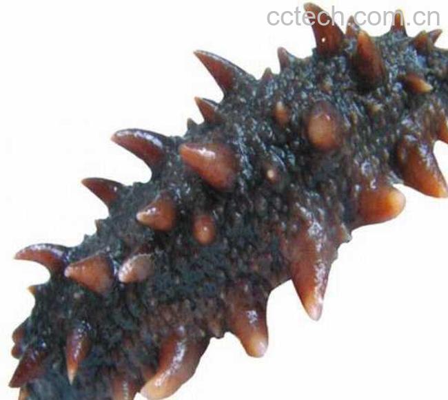 果蔬百科海参的功效与作用-0