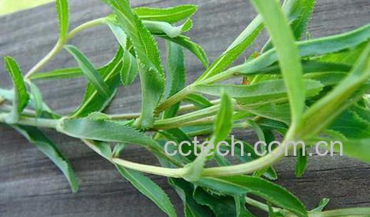 果蔬百科茵陈-0