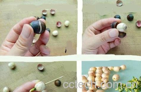 果蔬百科莲子心的功效-0