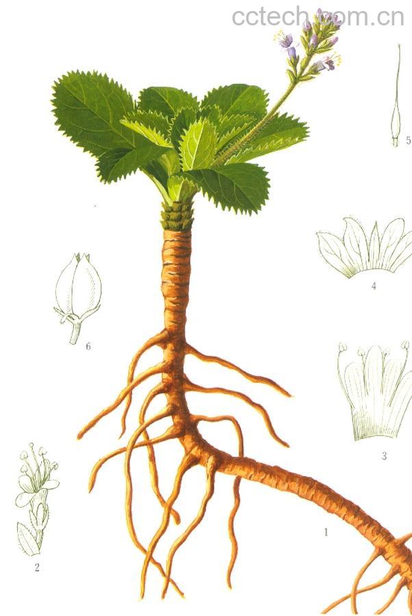 果蔬百科黄连的功效与作用-0