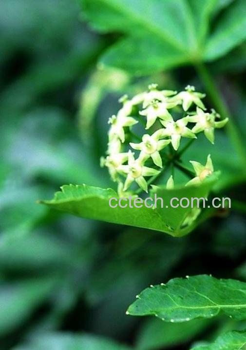 果蔬百科刺五加的功效和作用-0