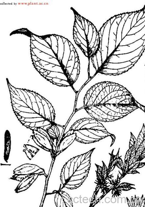 果蔬百科杜仲-0