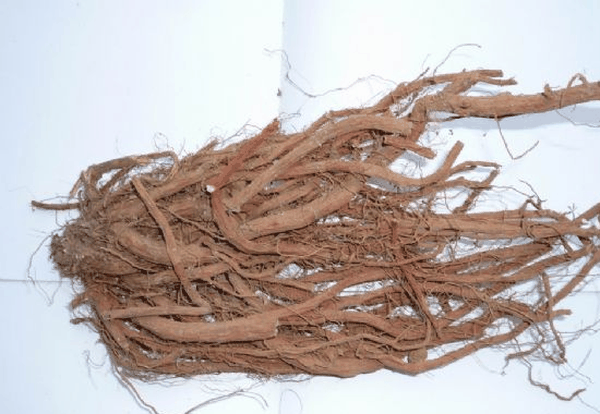 果蔬百科丹参-0