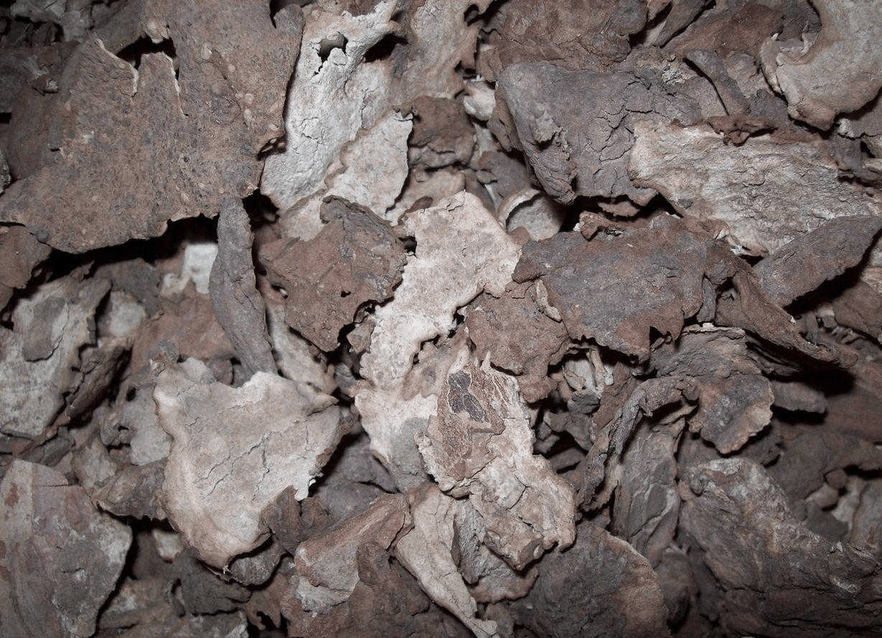 果蔬百科茯苓-0