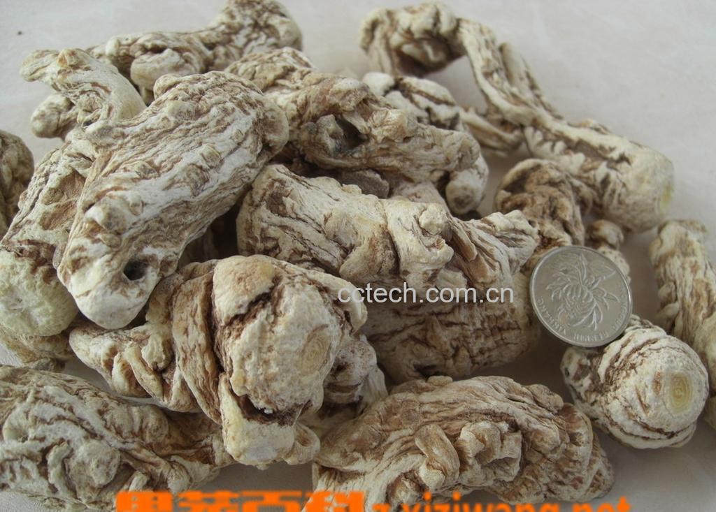 果蔬百科当归-0