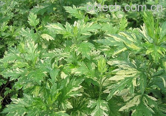 果蔬百科艾叶的用途-0