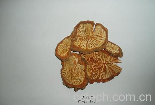 果蔬百科大血藤的功效-0