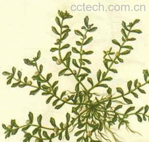 果蔬百科鹅不食草的作用-0