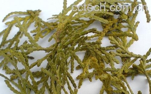 果蔬百科侧柏叶的副作用-0