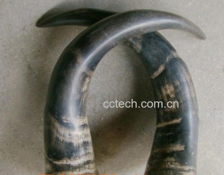 果蔬百科水牛角的作用-0