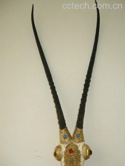 果蔬百科羚羊角的作用-0