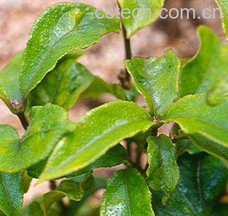 果蔬百科巴戟天的药理作用-0