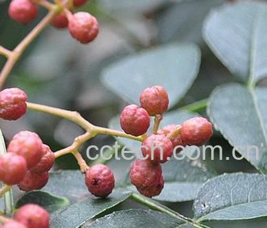 果蔬百科花椒的功效-0