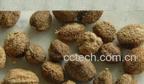 果蔬百科砂仁的功效与作用-0