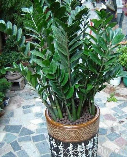 果蔬百科金钱树的养殖方法-0