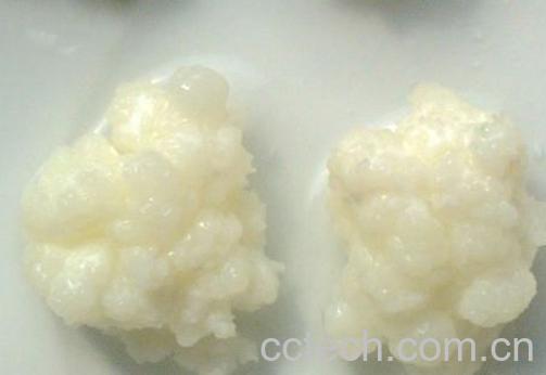 果蔬百科雪莲菌的功效与作用-0