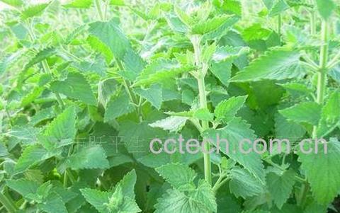 果蔬百科荆芥的功效与作用-0