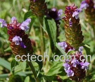 果蔬百科夏枯草-0