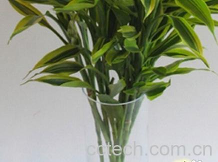 果蔬百科富贵竹的养殖方法和注意事项-0