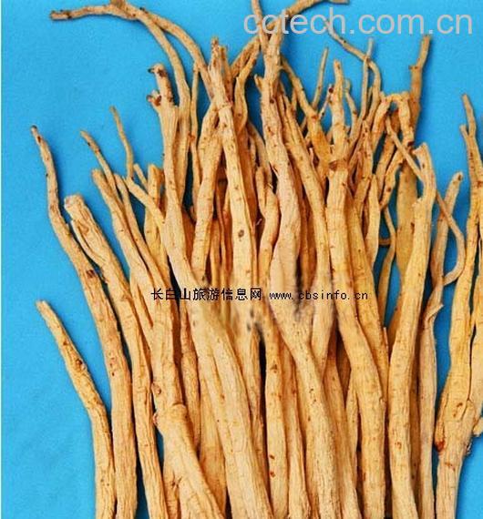 果蔬百科党参的功效与作用-0