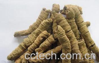 果蔬百科巴戟天的副作用-0