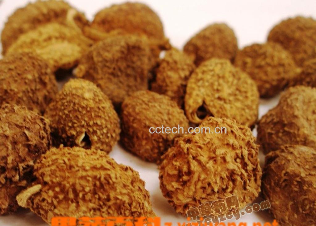 果蔬百科砂仁的功效-0