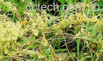 果蔬百科菟丝子的副作用-0